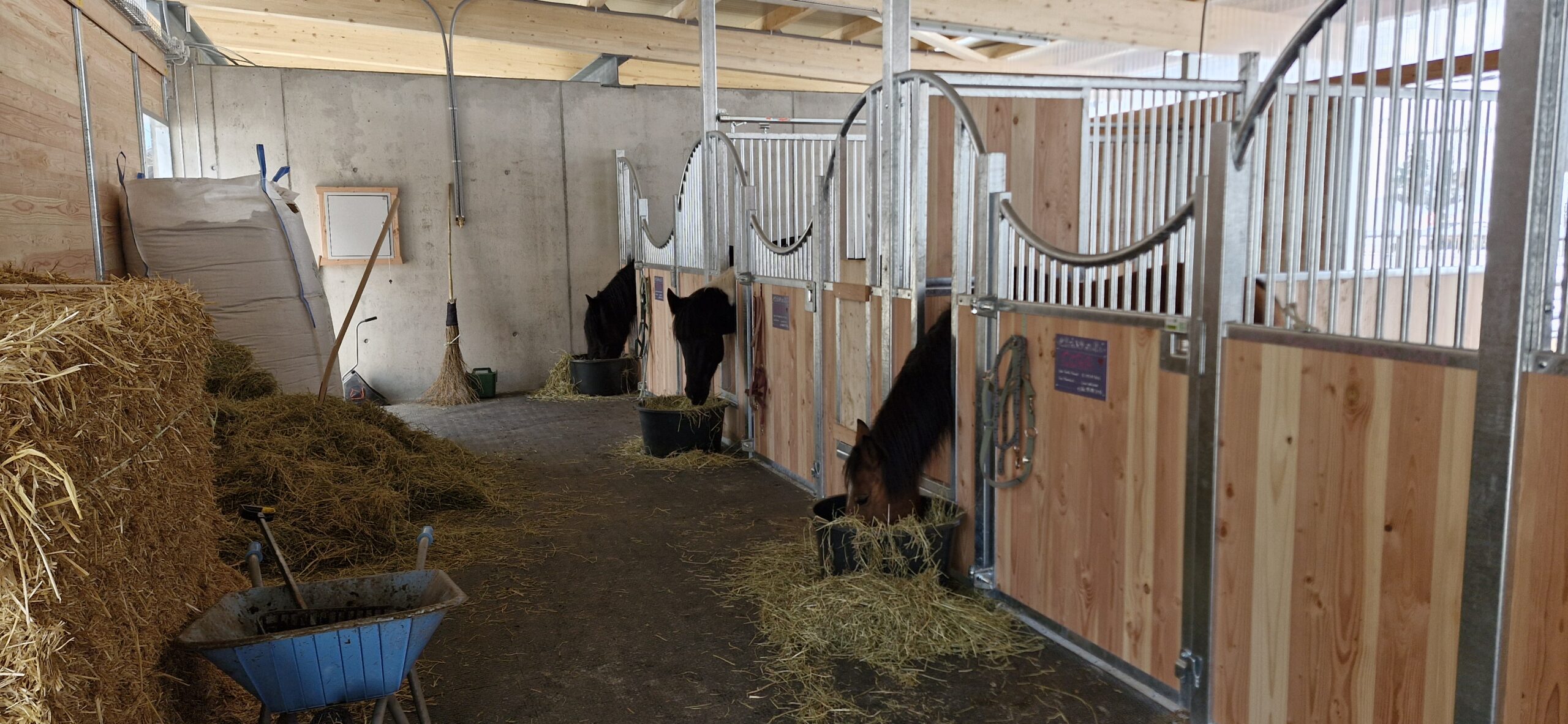 Einzug der ersten Pensionspferde im November